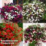 T&M Hanging Basket Mixed Collection