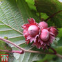 Corylus maxima 'Red Filbert'