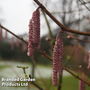 Nut Tree - Purple Filbert