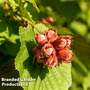 Hazelnut 'Red Cracker'