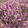 Hebe 'Magic Summer'