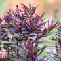 Hebe 'Wild Romance'