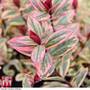 Hebe 'Rhubarb and Custard'