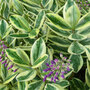 Hebe 'Silver Queen'