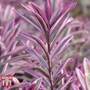 Hebe 'Heartbreaker'