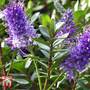 Hebe 'Autumn Glory'