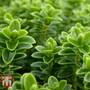 Hebe buxifolia 'Nana'