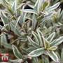 Hebe 'Silver Anniversary'