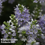 Hebe 'Summer Blue'
