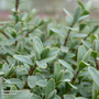 Hebe pinguifolia 'Pagei'
