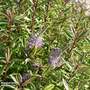 Hebe 'Purple Shamrock'