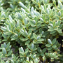 Hebe topiaria