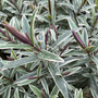 Hebe 'Winter Wonder'