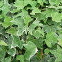 Hedera helix 'Glacier'