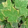 Hedera helix 'Goldchild'