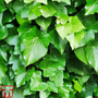Hedera helix 'Arborescens'