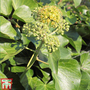 Hedera helix 'Arborescens'