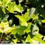 Hedera 'Green Shamrock'