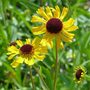 Helenium Tip Top