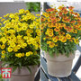 Helenium 'Sundae Duo'