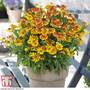 Helenium 'Peach Sundae'