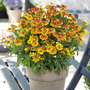 Helenium 'Peach Sundae'