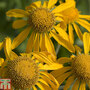 Helenium hoopesii