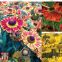 Helenium Collection