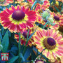 Helenium 'Fuego'