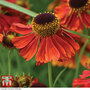 Helenium 'Salsa'