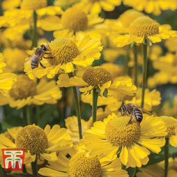 Helenium 'Sombrero'