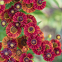 Helenium autumnale 'Red Shades'