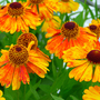 Helenium 'Mardi Gras'