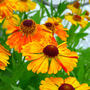 Helenium 'Mardi Gras'