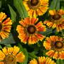 Helenium autumnale 'Salud Embers (Balsaluemb)'