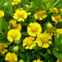 Helenium autumnale 'Salud Yellow (Balsalulow)'