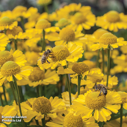 Helenium 'Sombrero'