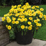 Helichrysum 'Nevada Gold'