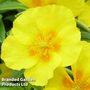 Helianthemum 'Golden Queen'