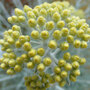 Helichrysum thianschanicum 'Icicles'