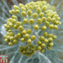 Helichrysum thianschanicum 'Icicles'