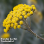 Helichrysum angustifolium