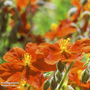 Helianthemum 'Ben Mohr'