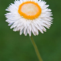 Xerochrysum bracteatum 'White' - Kew Flowerhouse Seed Collection