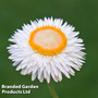 Xerochrysum bracteatum 'White' - Kew Flowerhouse Seed Collection