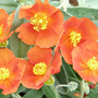 Helianthemum Henfield Brilliant