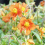 Helianthemum 'Bronze Carpet'