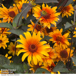 Heliopsis 'Burning Hearts' - Seeds