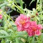 Helianthemum 'Cerise Queen'