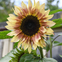 Sunflower 'Cherry Rose' - Seeds